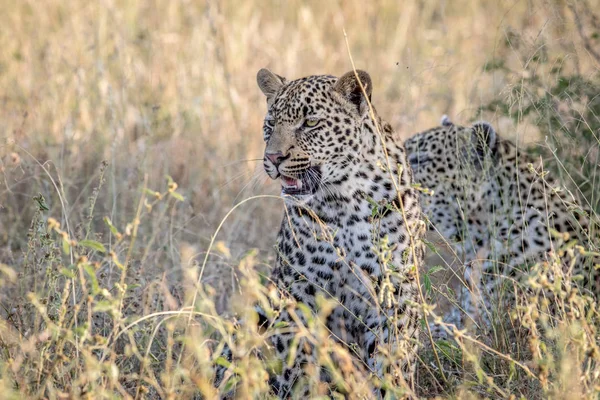 Leopardí sedí ve vysoké trávě. — Stock fotografie