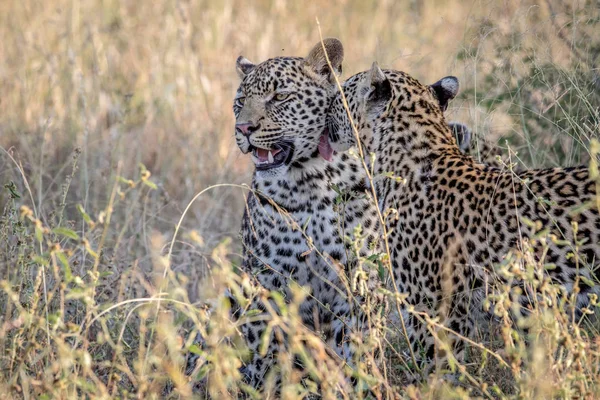 Dois leopardos de ligação em Kruger . — Fotografia de Stock