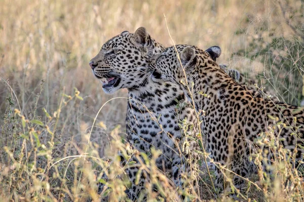 Twee luipaarden bonding in Kruger. — Stockfoto