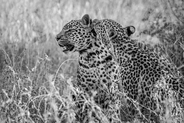 Два леопарда соединяются в черно-белом . — стоковое фото
