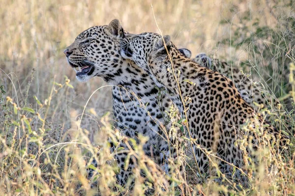 Twee luipaarden bonding in Kruger. — Stockfoto