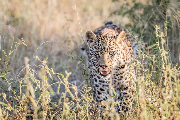 Leopard geht auf die Kamera zu. — Stockfoto
