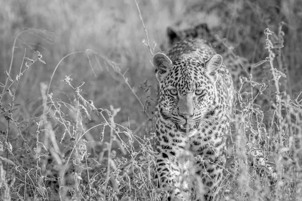 Kameranın doğru yürüyüş leopar. — Stok fotoğraf