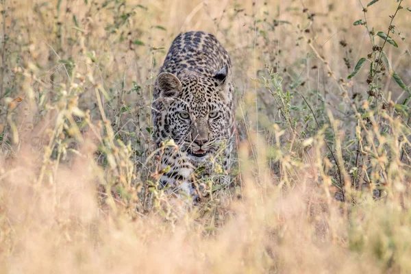 Leopardo cammina verso la fotocamera . — Foto Stock