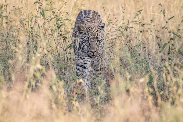 Leopard gyaloglás felé a kamera. — Stock Fotó