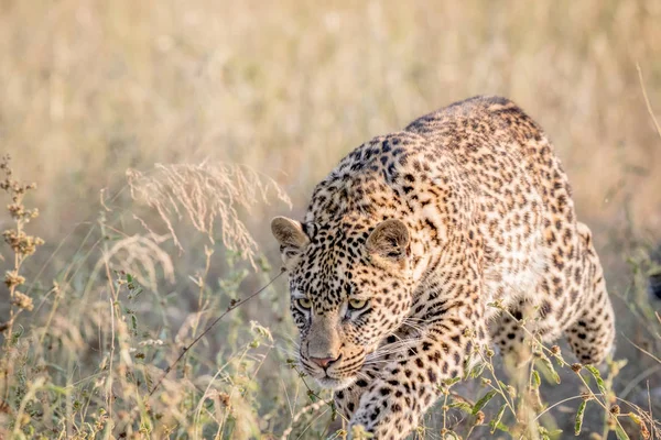 Jovem Leopardo saltando na grama alta . — Fotografia de Stock