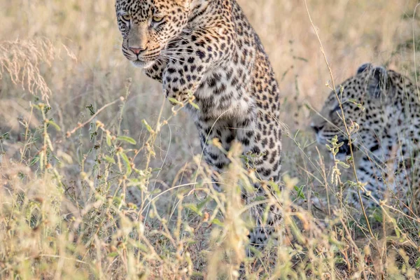 Νέοι Leopard pouncing στη υψηλή χλόη. — Φωτογραφία Αρχείου