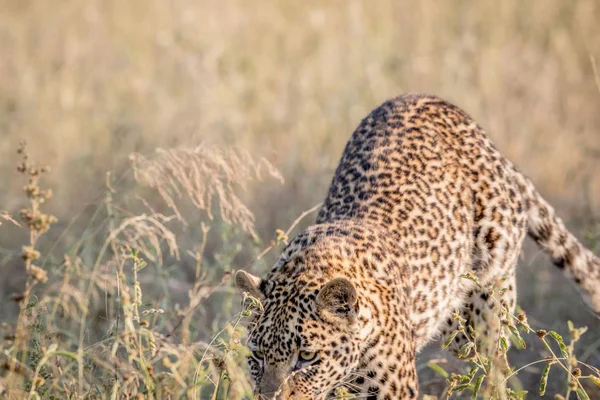 Junger Leopard stürzt sich ins hohe Gras. — Stockfoto