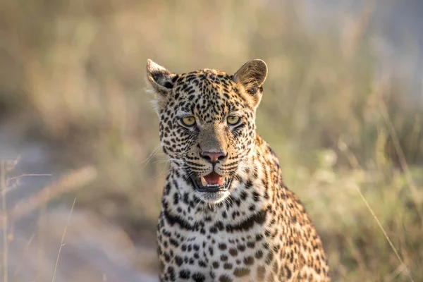 Kruger leoparı yıldızı. — Stok fotoğraf