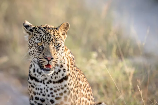 Mit dem Leoparden im Kruger. — Stockfoto