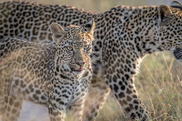 Young Leopard en moeder wandelen. — Stockfoto