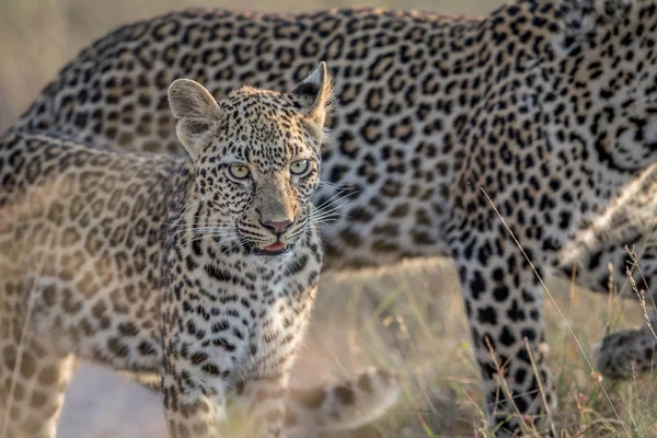 Young Leopard en moeder wandelen. — Stockfoto