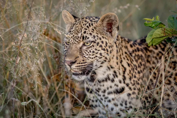 A főszereplő Leopard Side profil. — Stock Fotó