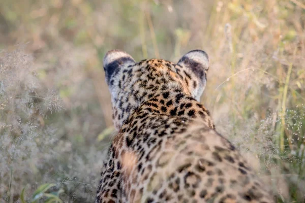 Perseguindo Leopardo por trás em Kruger . — Fotografia de Stock