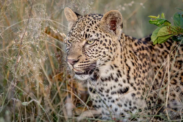 Side profile of a starring Leopard. — Stock Photo, Image