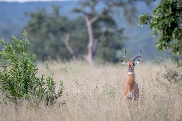 Impala ram με πρωταγωνιστή στην κάμερα. — Φωτογραφία Αρχείου