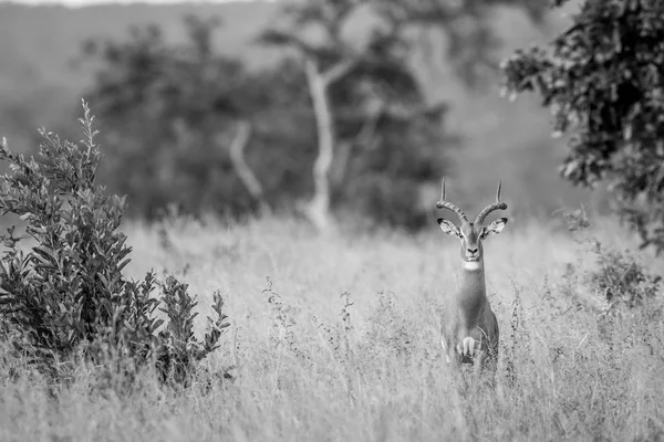 Impala bélier mettant en vedette la caméra . — Photo