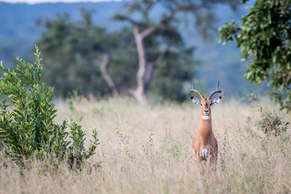 Impala ram wystąpili na kamery. — Zdjęcie stockowe