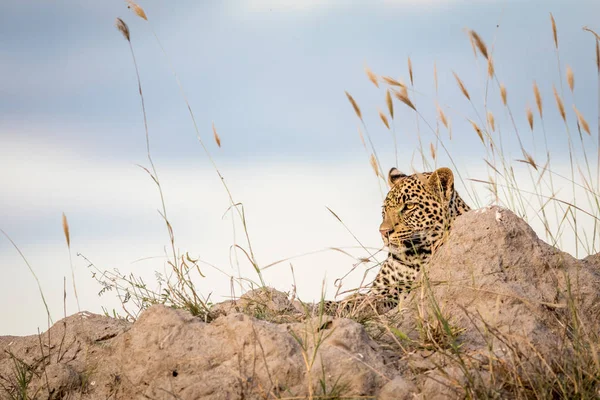 Leopard laying on a Termite mount and looking. — Stock Photo, Image