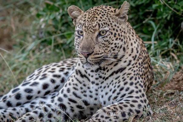 Μεγάλο αρσενικό Leopard καθορισμό στο γρασίδι. — Φωτογραφία Αρχείου