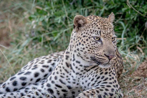 Grande leopardo masculino deitado na grama . — Fotografia de Stock