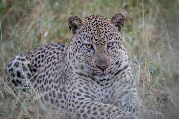 Çim döşeme büyük erkek leopar. — Stok fotoğraf