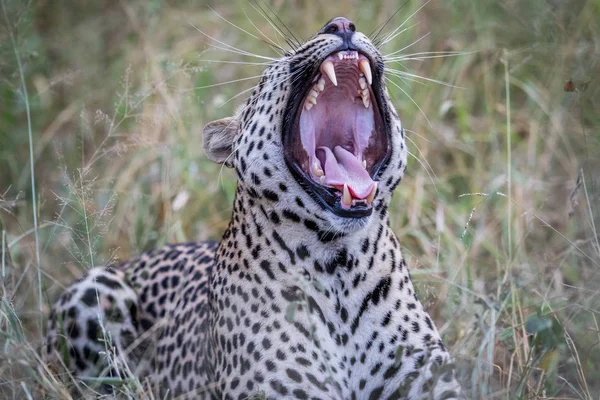 Großer männlicher Leopard gähnt im Kruger. — Stockfoto