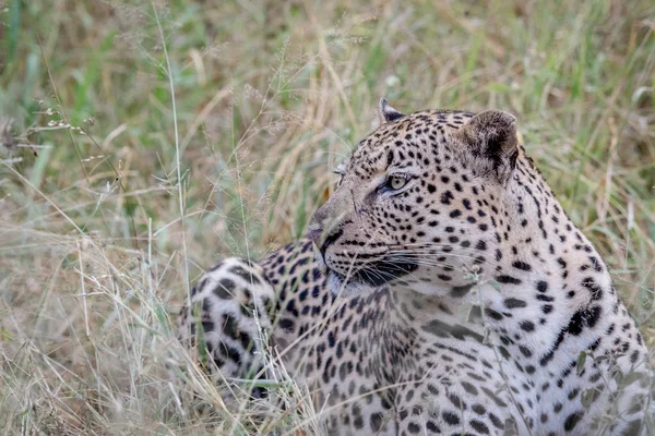 Grande macho leopardo acostado en la hierba . — Foto de Stock