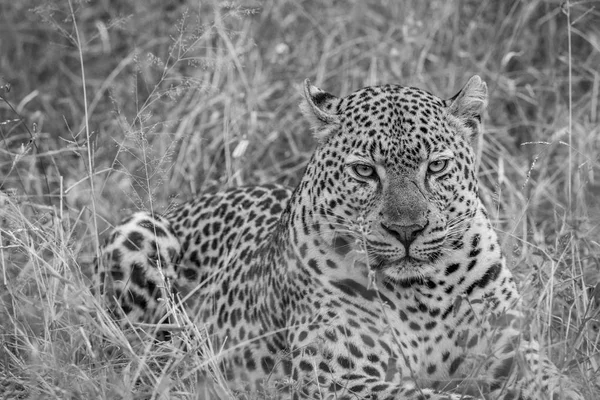 Stor manlig Leopard fastställande i gräset. — Stockfoto