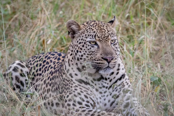 Grande leopardo masculino deitado na grama . — Fotografia de Stock