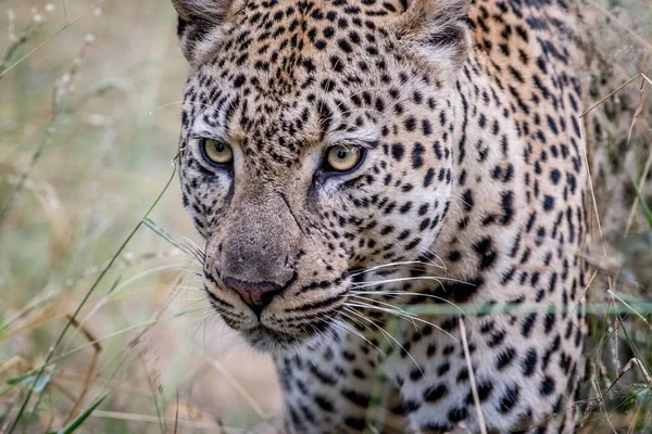 Perfil lateral de un leopardo en el Kruger . —  Fotos de Stock