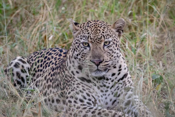 Gros mâle léopard couché dans l'herbe . — Photo
