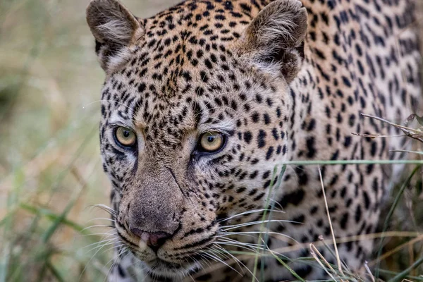 Side profile of a Leopard in the Kruger. — Stock Photo, Image