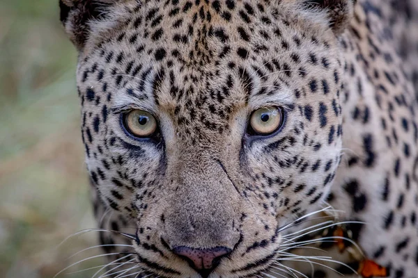Fechar de um grande leopardo masculino em Kruger . — Fotografia de Stock