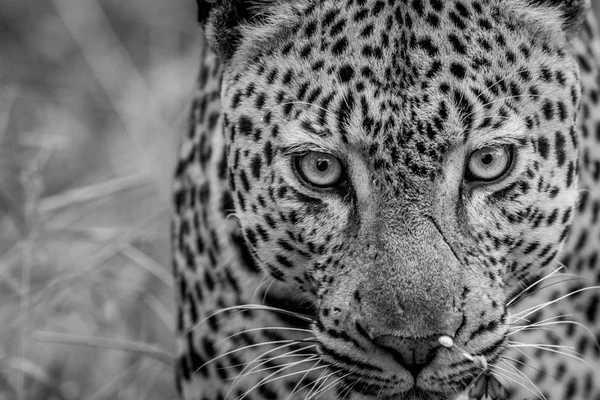 Κοντινό πλάνο της ένα μεγάλο αρσενικό Leopard στο Κρούγκερ. — Φωτογραφία Αρχείου