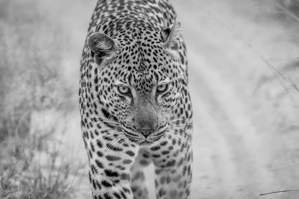 Leopard walking towards the camera. — Stock Photo, Image