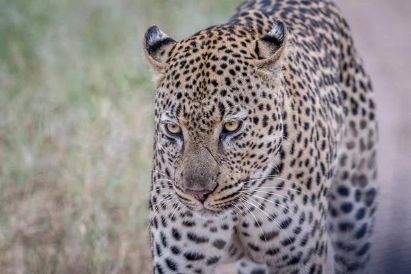 Леопард идет к камере . — стоковое фото