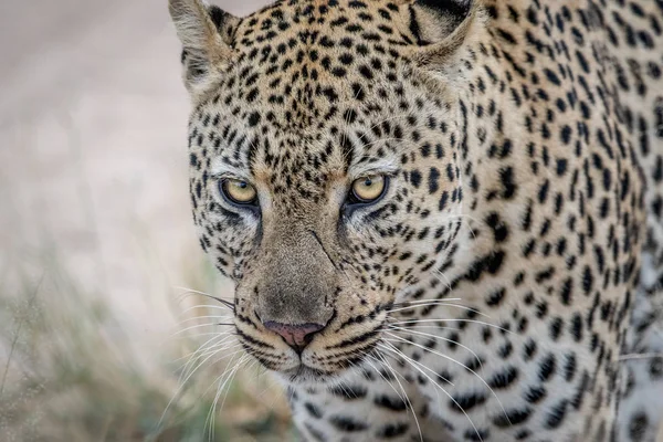 Fechar de um grande leopardo masculino em Kruger . — Fotografia de Stock