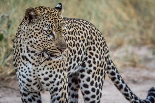 Perfil lateral de un leopardo macho grande . — Foto de Stock