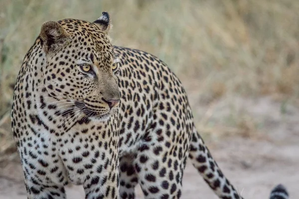 Seitenprofil eines großen männlichen Leoparden. — Stockfoto