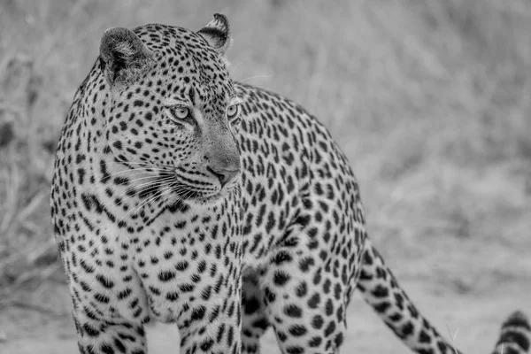 Perfil lateral de um grande leopardo masculino . — Fotografia de Stock