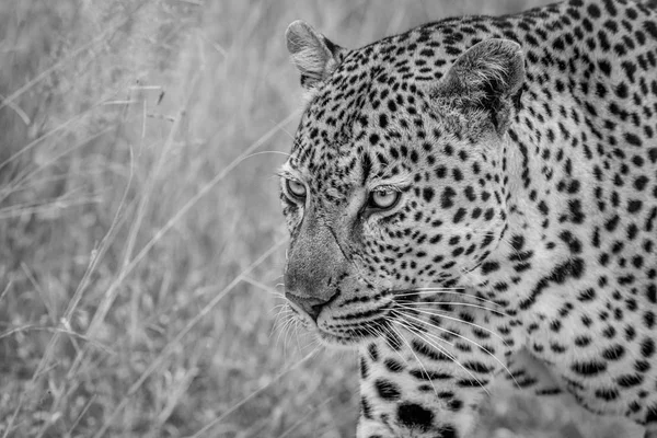 Perfil lateral de um grande leopardo masculino . — Fotografia de Stock