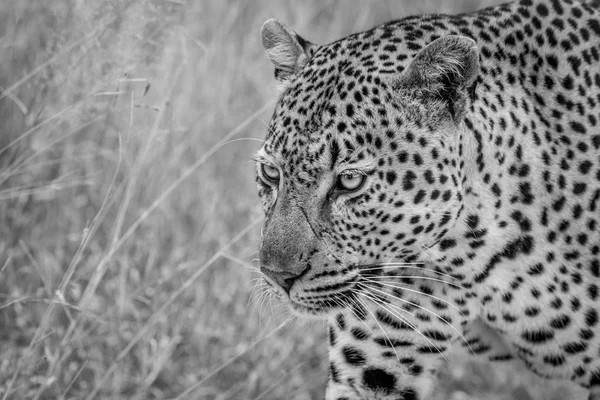 Boční profil velké mužské Leopard. — Stock fotografie