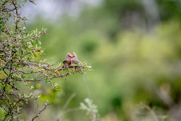 İki kırmızı yüzlü mousebirds bağ. — Stok fotoğraf