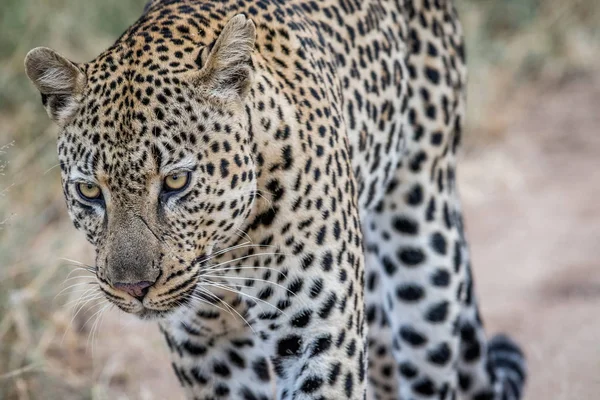 Perfil lateral de un leopardo macho grande . — Foto de Stock