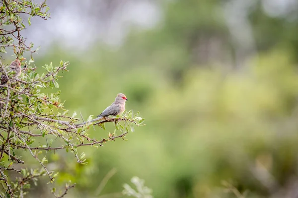 Uccello rosso seduto su un ramo . — Foto Stock