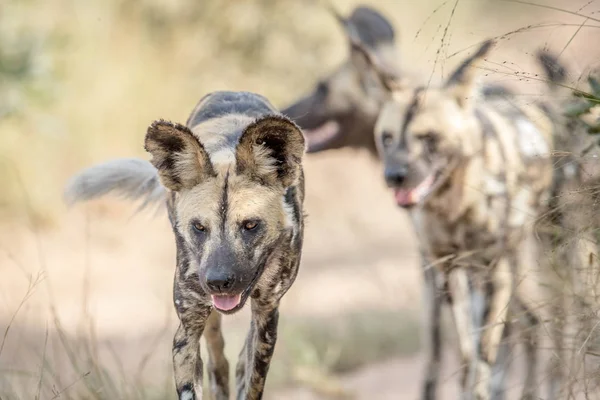 African wild dogs walking towards the camera. — Stock Photo, Image