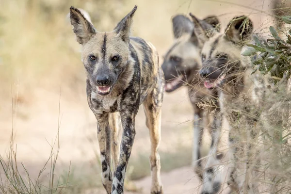 African wild dogs walking towards the camera. — Stock Photo, Image