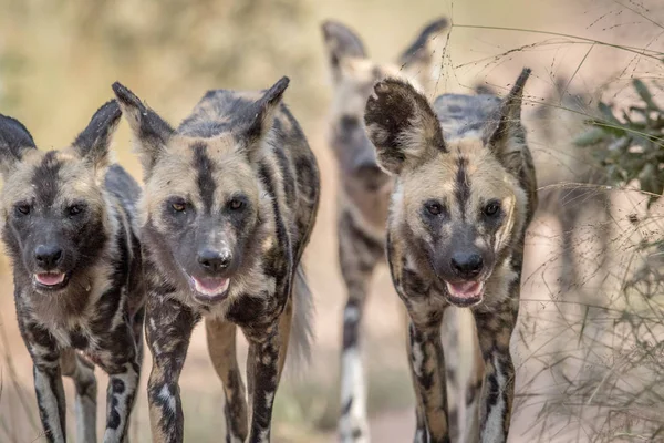 African wild dogs walking towards the camera. — Stock Photo, Image