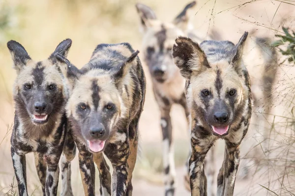 Afrika Vahşi köpekler kameranın doğru yürüyüş.